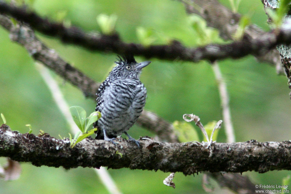 Barred Antshrike male adult, identification