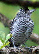 Barred Antshrike