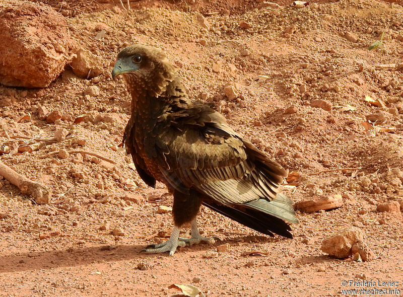 Bateleurjuvenile, identification, close-up portrait, walking