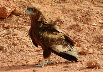 Bateleur des savanes