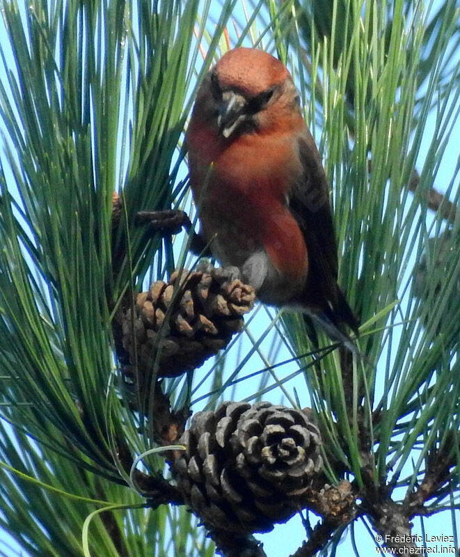 Red Crossbill male adult, identification, close-up portrait, eats