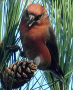 Red Crossbill