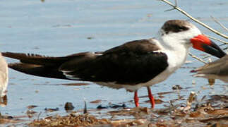 Black Skimmer