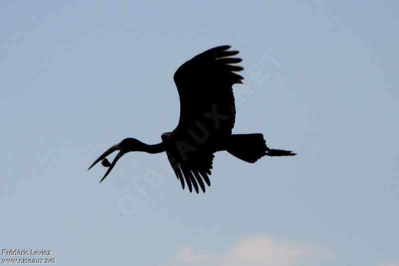 African Openbilladult, Behaviour