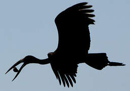 African Openbill