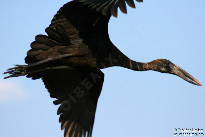 African Openbilladult