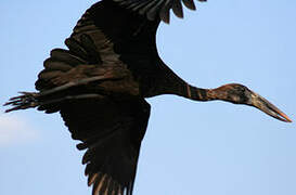 African Openbill