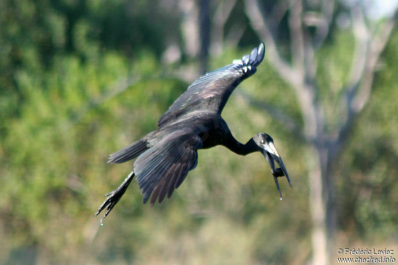 African Openbilladult