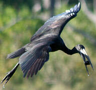 African Openbill