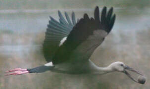 Asian Openbill