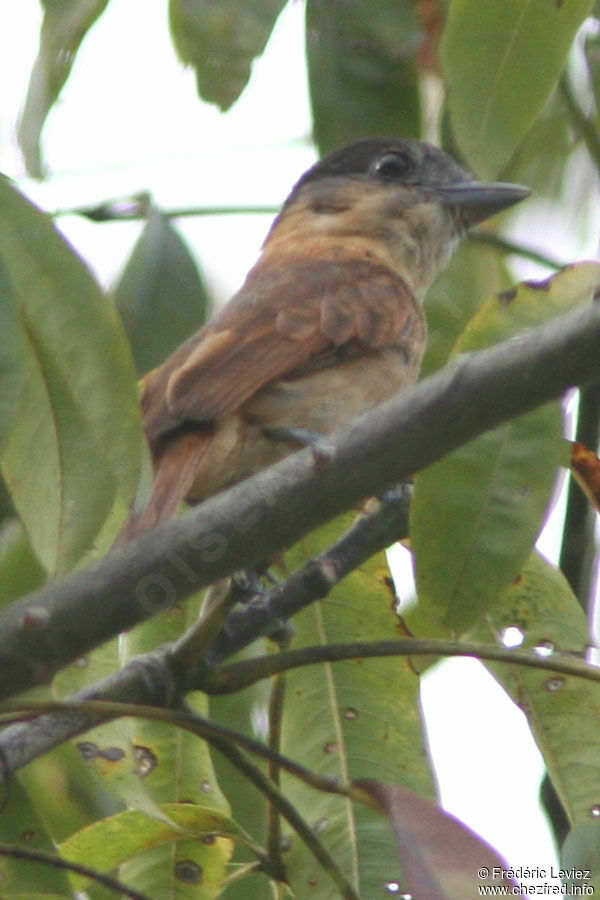 Rose-throated Becard female adult