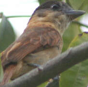 Rose-throated Becard