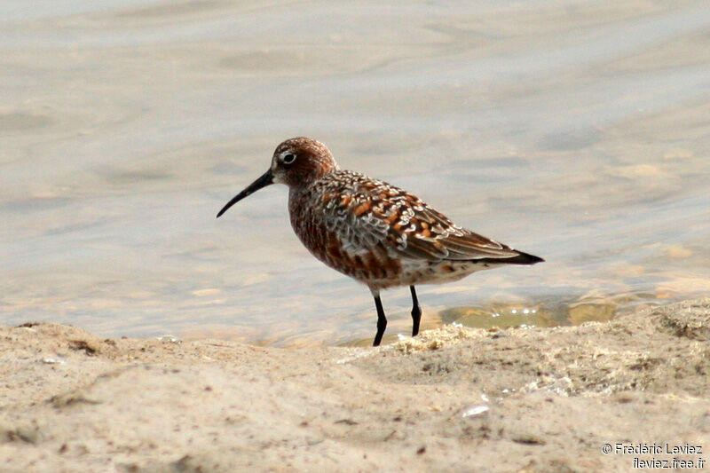 Curlew Sandpiperadult breeding