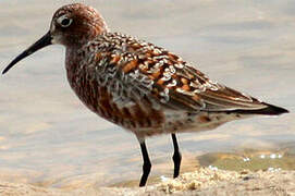 Curlew Sandpiper