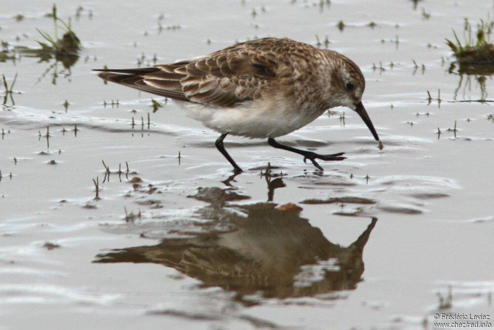 Baird's Sandpiperadult