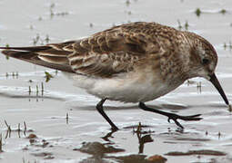 Baird's Sandpiper