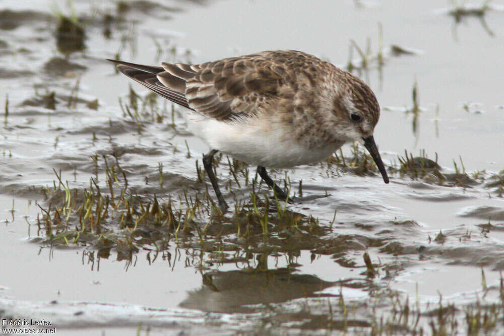 Baird's Sandpiperadult post breeding, pigmentation