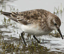 Baird's Sandpiper