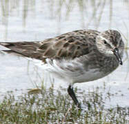 White-rumped Sandpiper