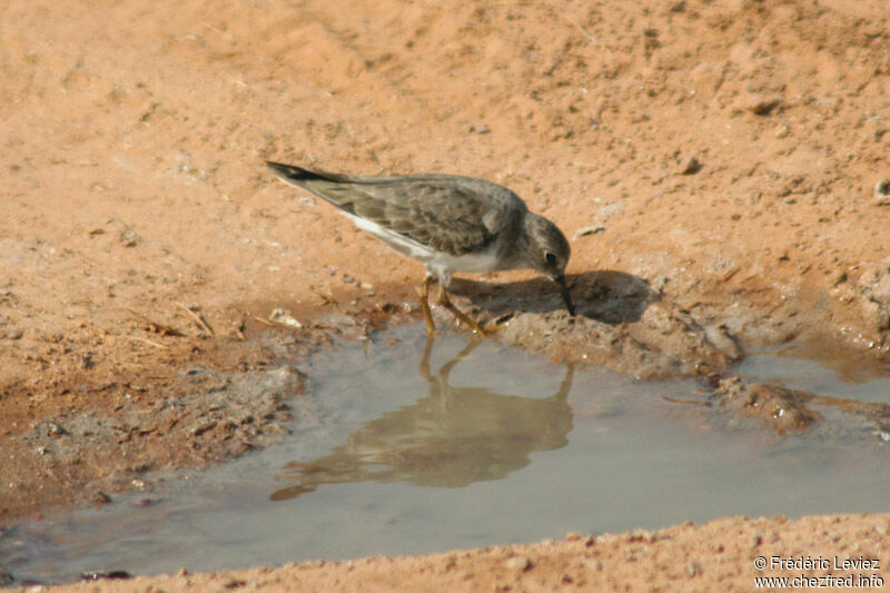 Temminck's Stintadult post breeding