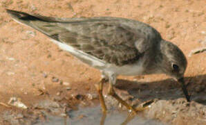 Temminck's Stint