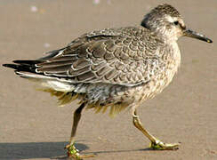 Red Knot