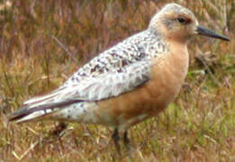 Red Knot