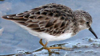 Least Sandpiper