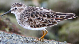 Least Sandpiper