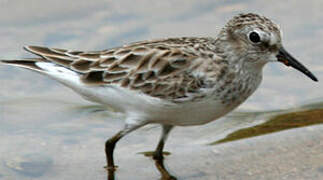 Least Sandpiper