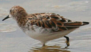 Little Stint