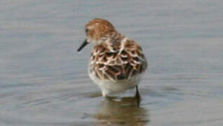 Little Stint