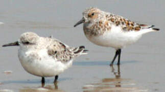 Bécasseau sanderling