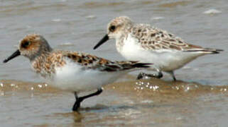 Bécasseau sanderling