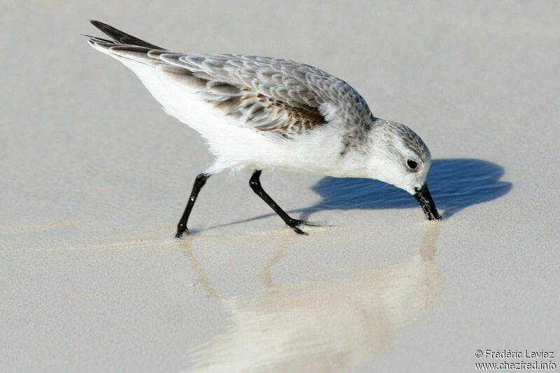 Sanderlingadult post breeding