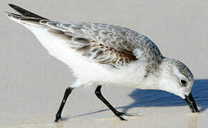 Bécasseau sanderling