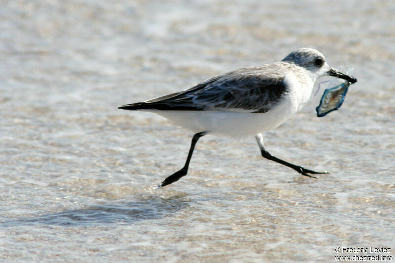 Sanderlingadult post breeding