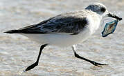 Bécasseau sanderling