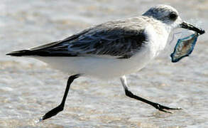 Sanderling