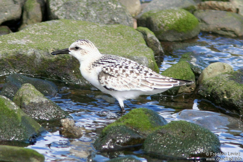 Bécasseau sanderling