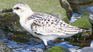 Bécasseau sanderling