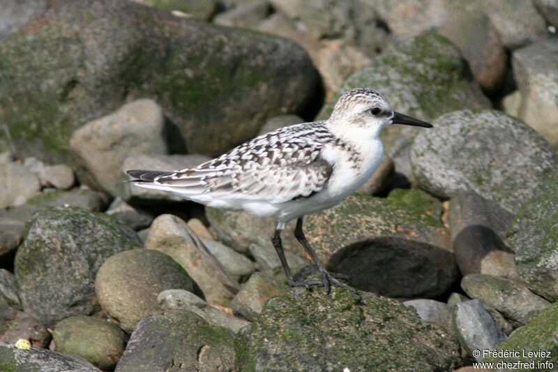 Bécasseau sanderling