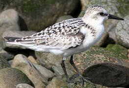 Bécasseau sanderling