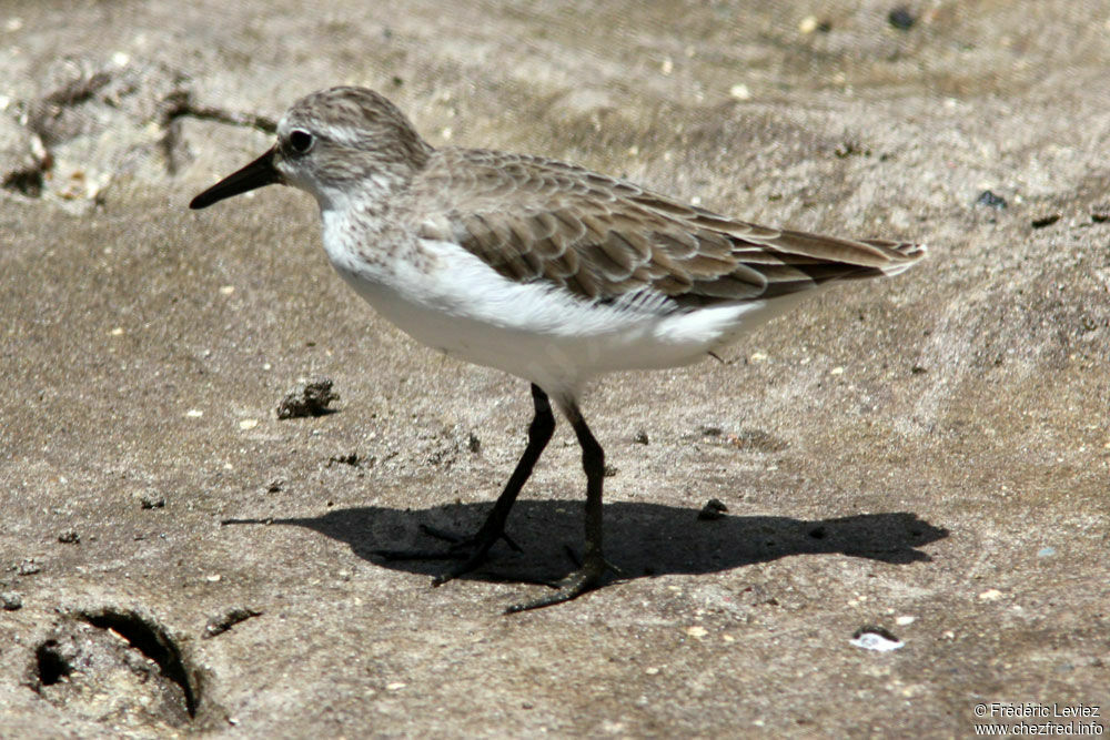 Semipalmated Sandpiper, identification