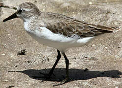 Semipalmated Sandpiper