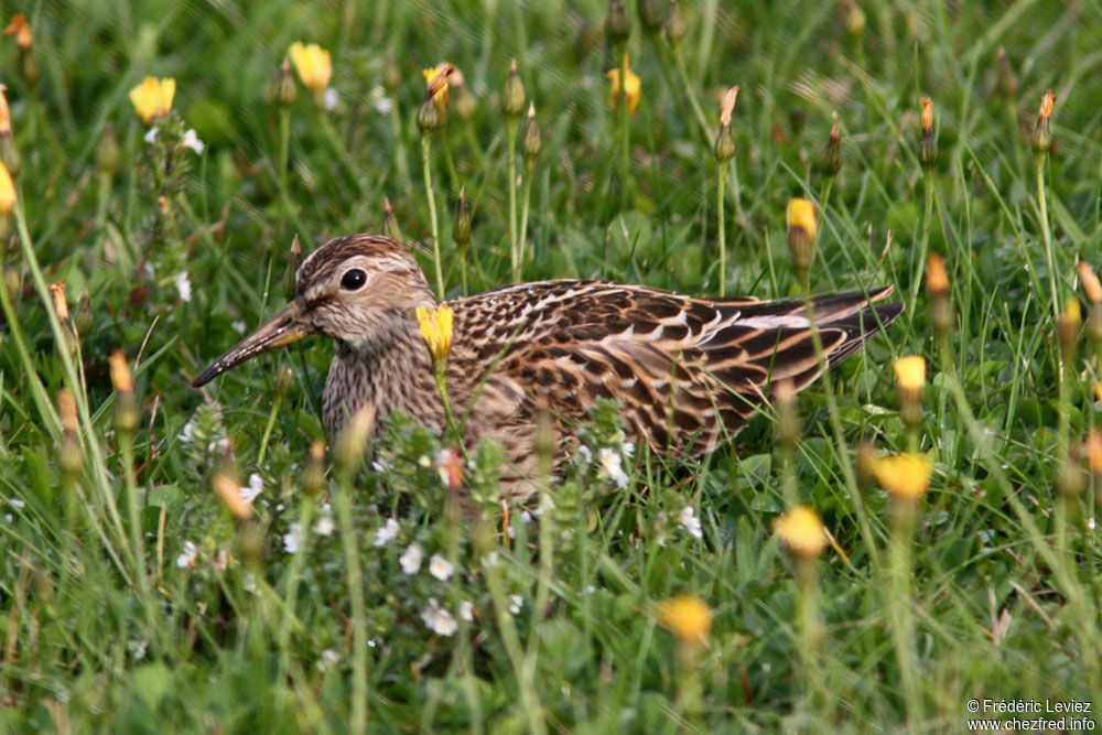 Bécasseau tachetéadulte, identification