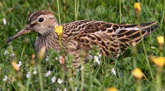 Pectoral Sandpiper