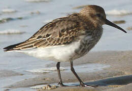 Dunlin