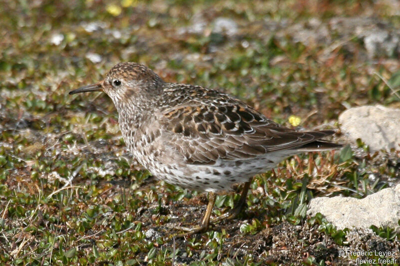 Purple Sandpiperadult breeding