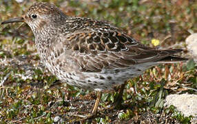 Purple Sandpiper